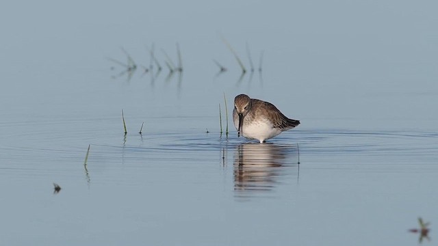 Bécasseau variable - ML643799833