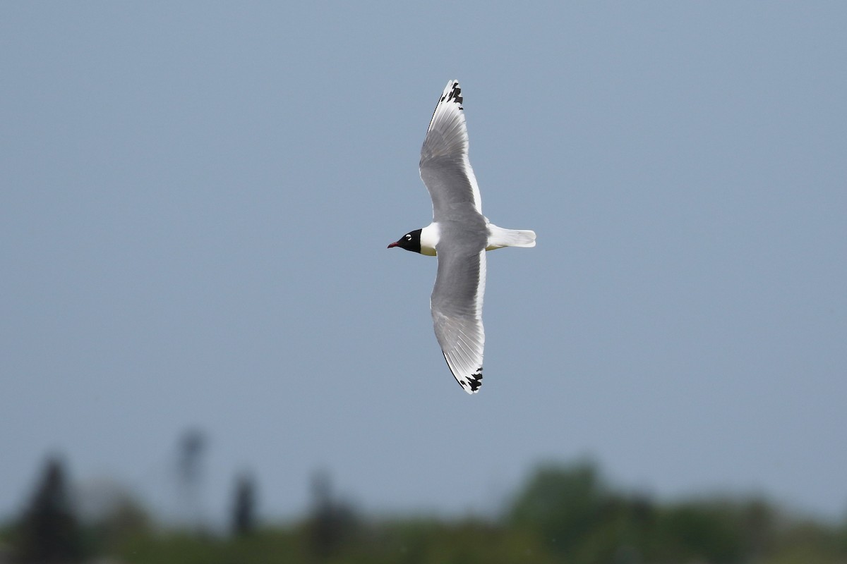Franklin's Gull - ML643799835