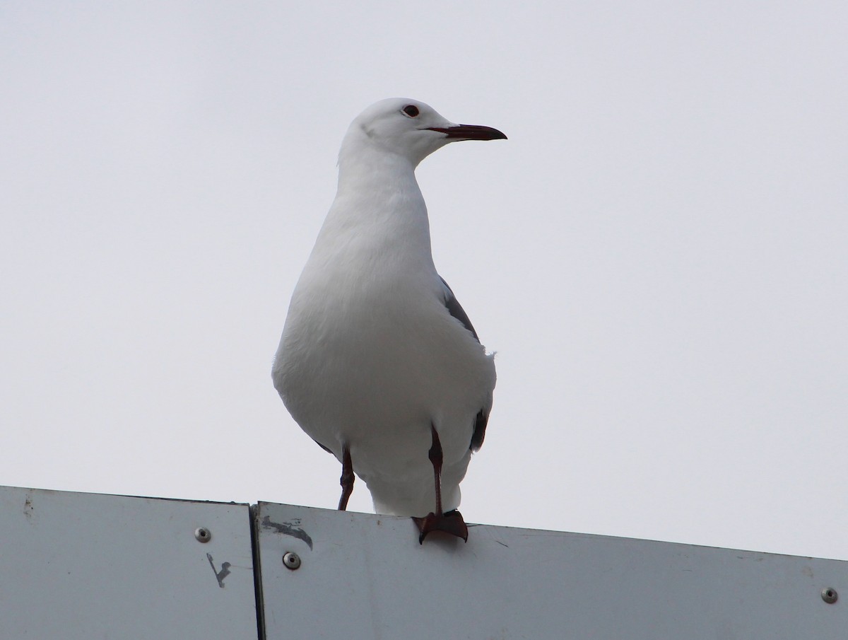 Hartlaub's Gull - ML643799846