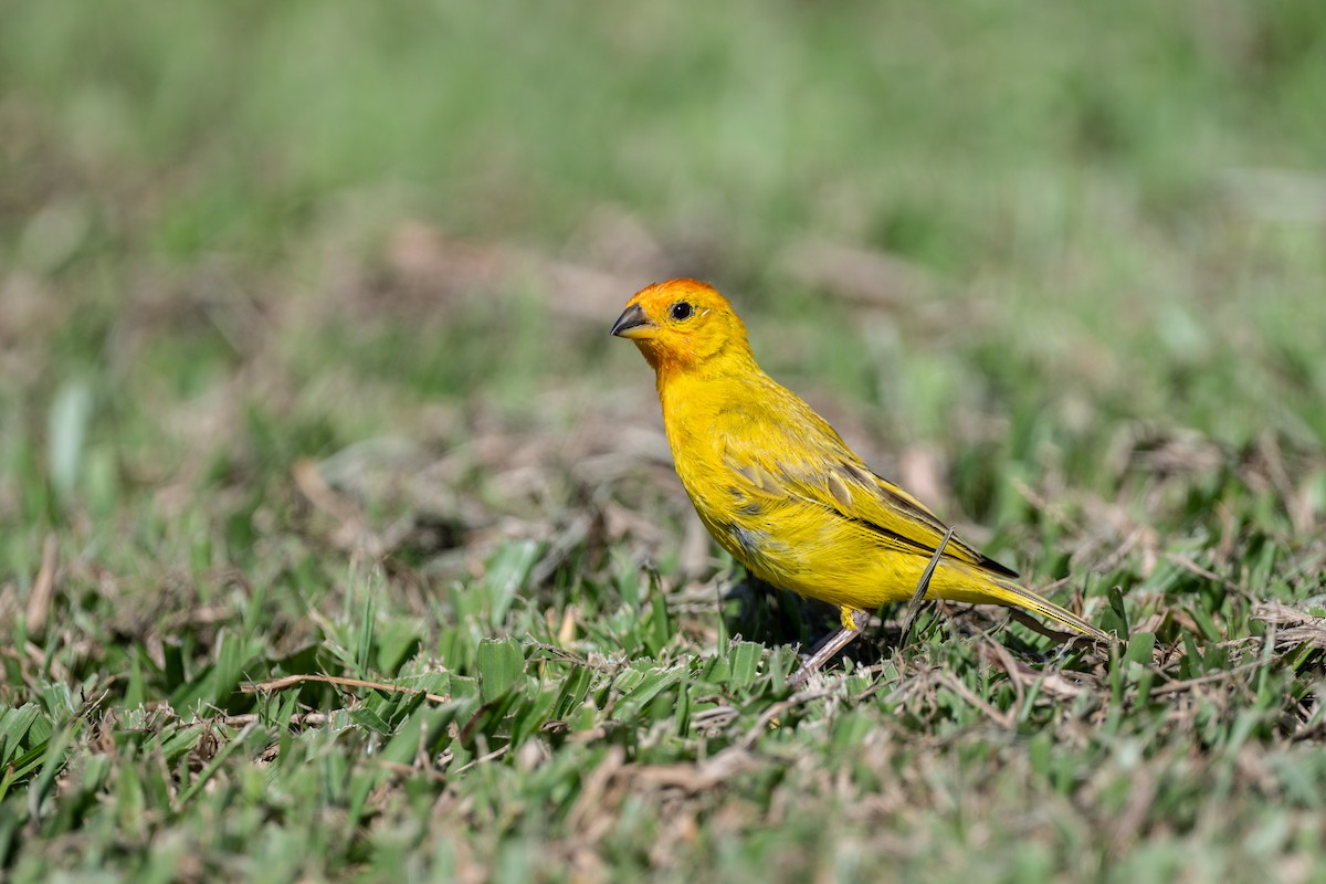 Saffron Finch - ML643799849