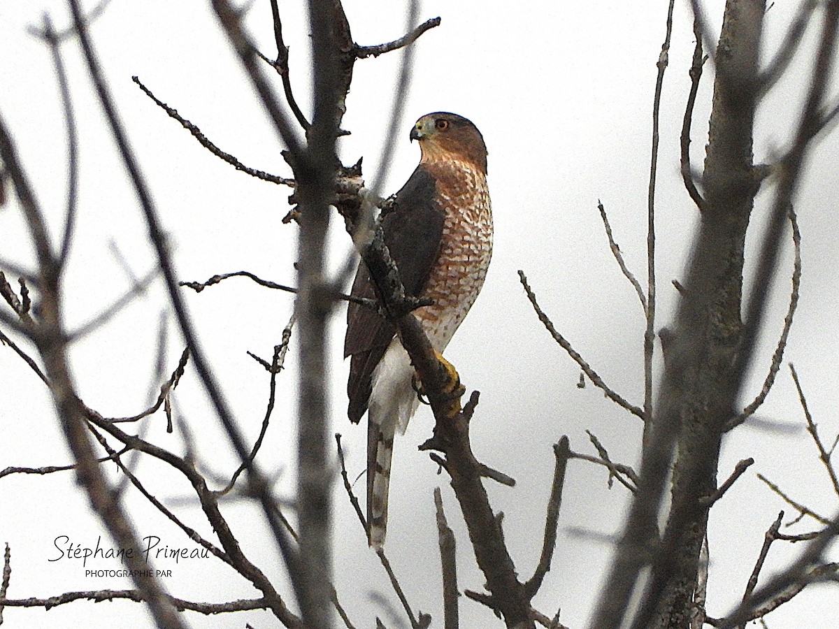 Cooper's Hawk - ML643799851
