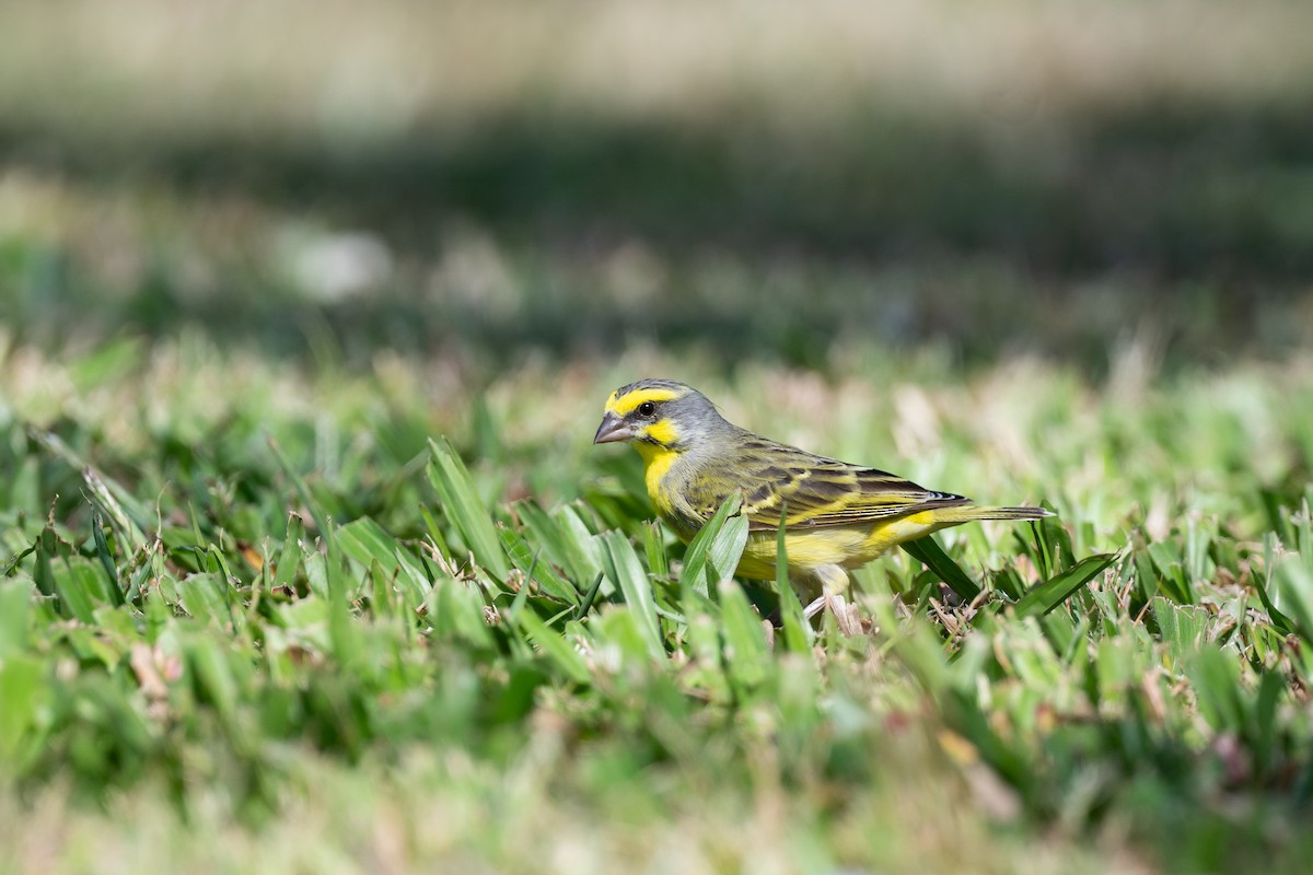 Yellow-fronted Canary - ML643799852