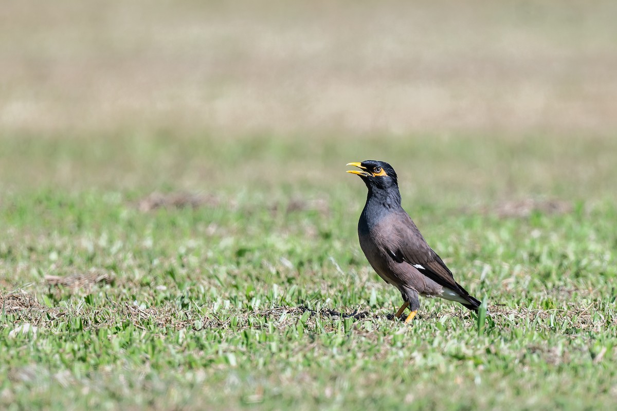Common Myna - ML643799860