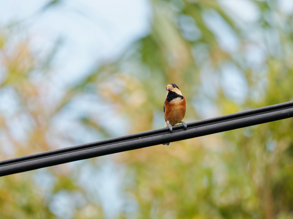 Varied Tit - ML643799863