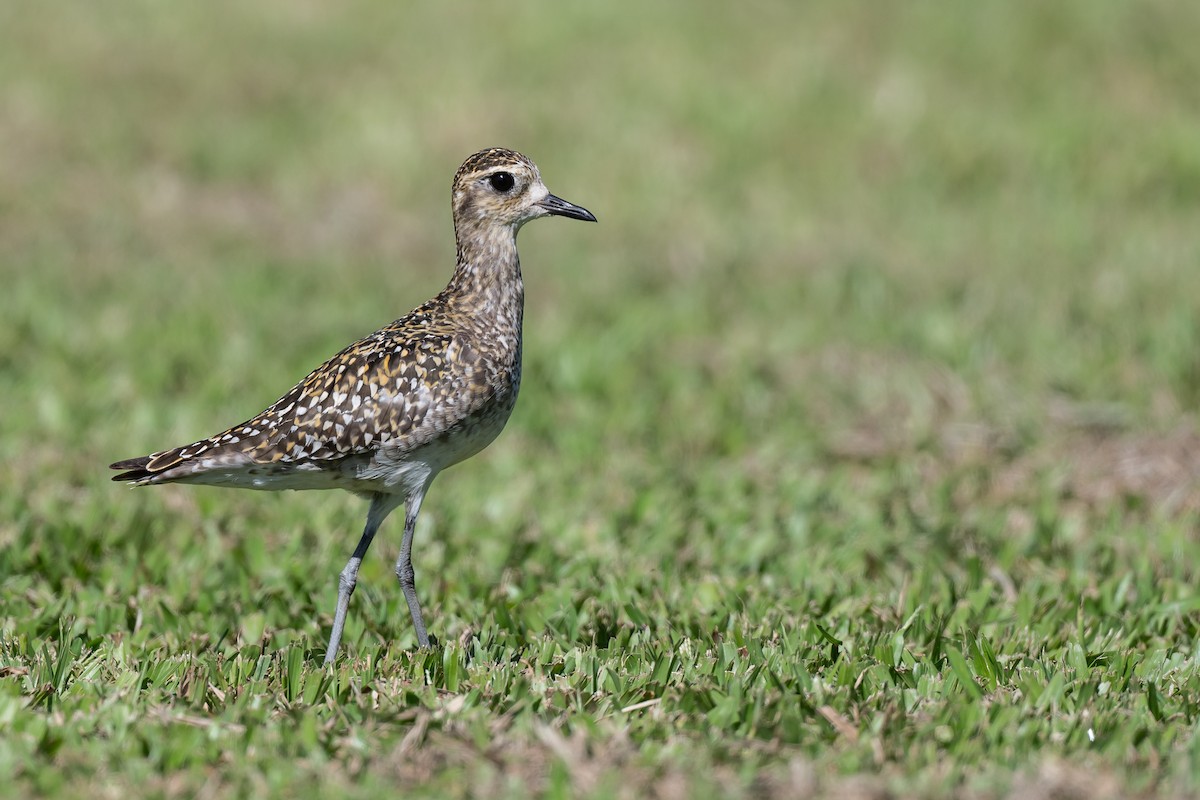 Pacific Golden-Plover - ML643799868