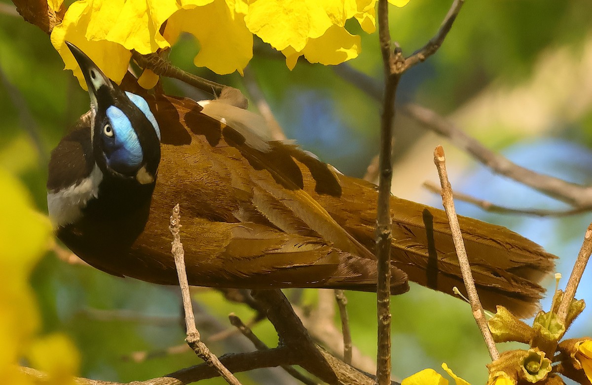 Blue-faced Honeyeater (Blue-faced) - ML643799869