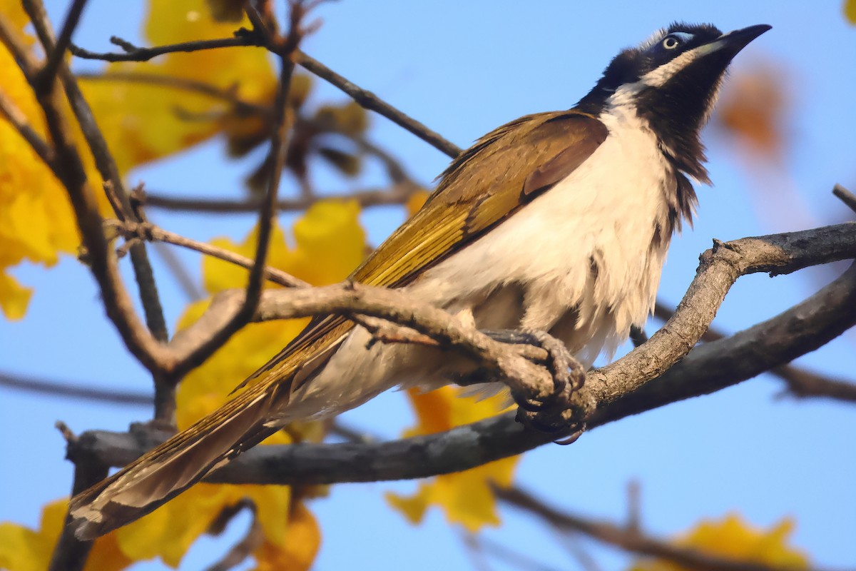 Blue-faced Honeyeater (Blue-faced) - ML643799871