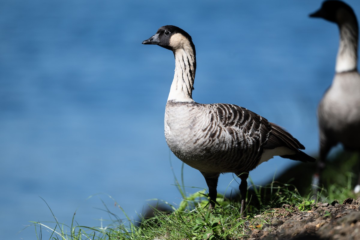 Hawaiian Goose - ML643799875