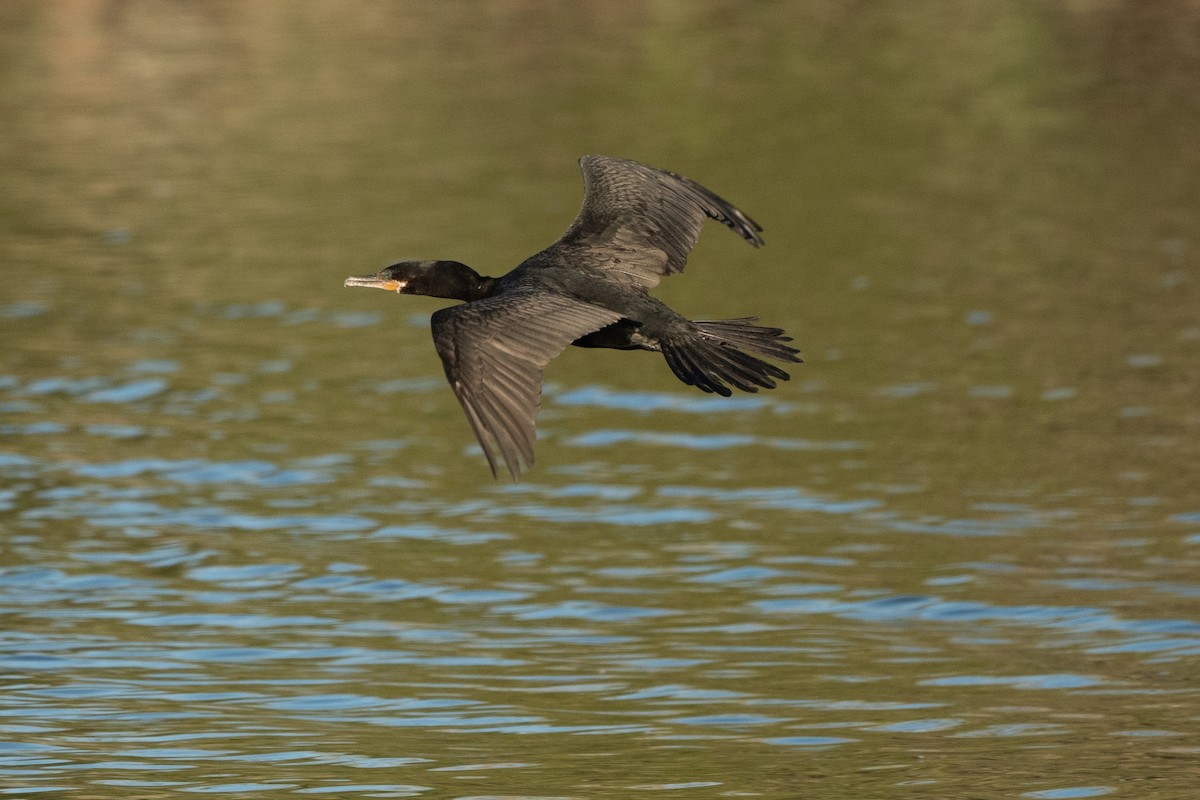 Cormoran à aigrettes - ML643799882