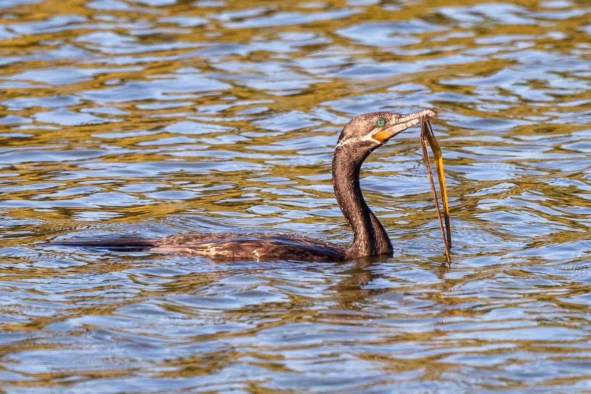 Cormoran à aigrettes - ML643799883