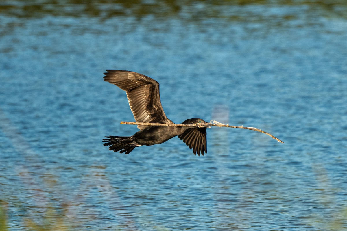 Cormoran vigua - ML643799884