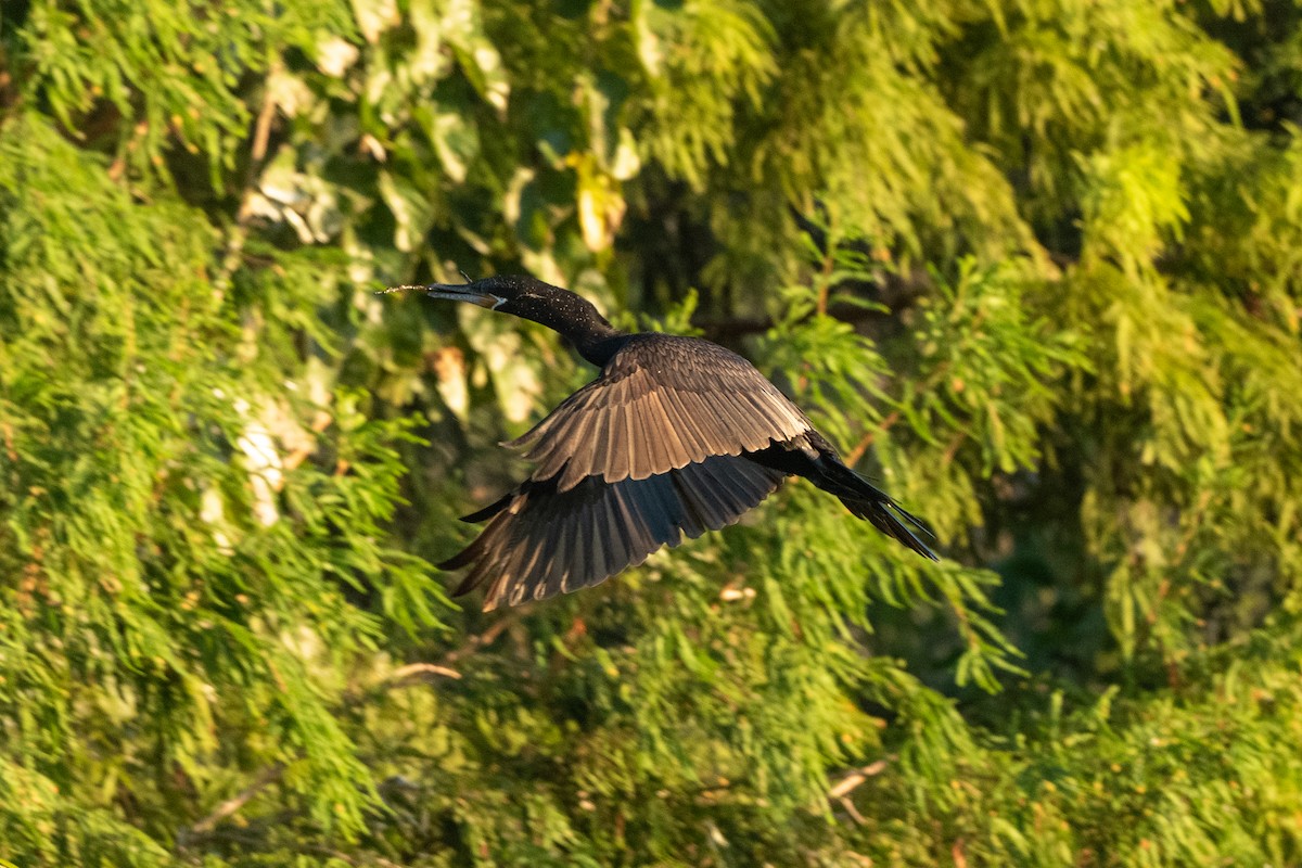 Cormoran à aigrettes - ML643799885