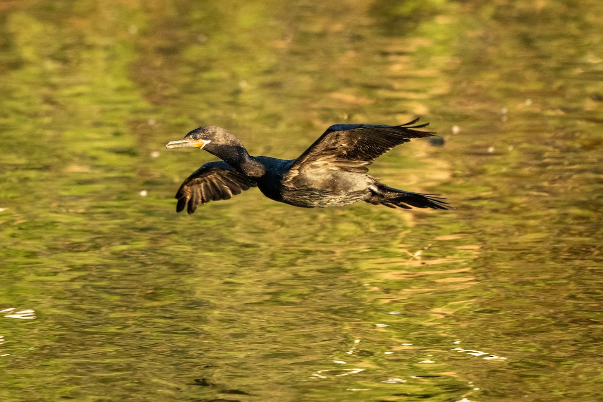 Cormoran à aigrettes - ML643799886