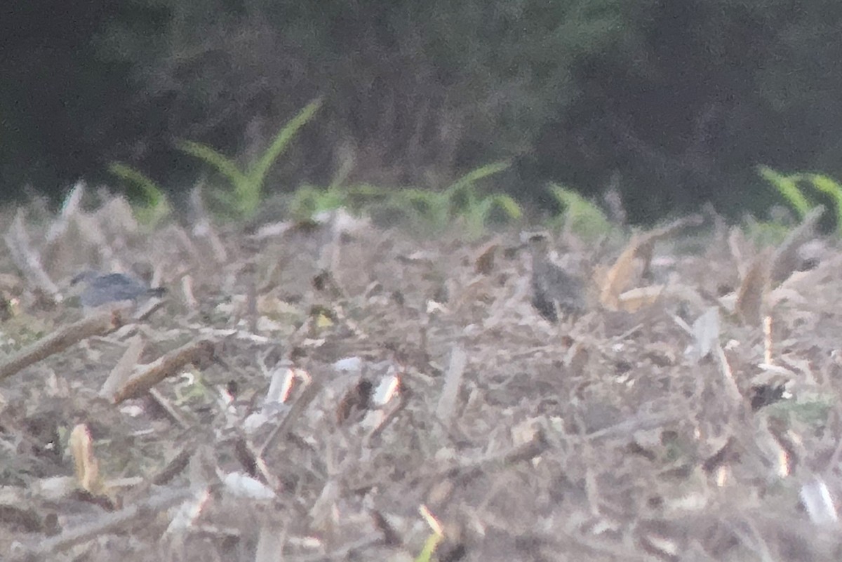 European Golden-Plover - ML643799887