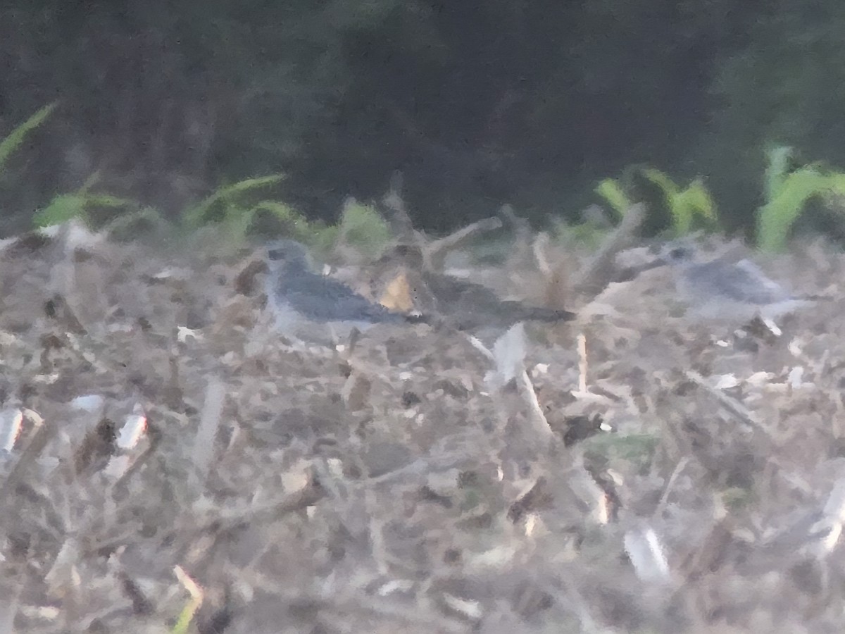 European Golden-Plover - ML643799888