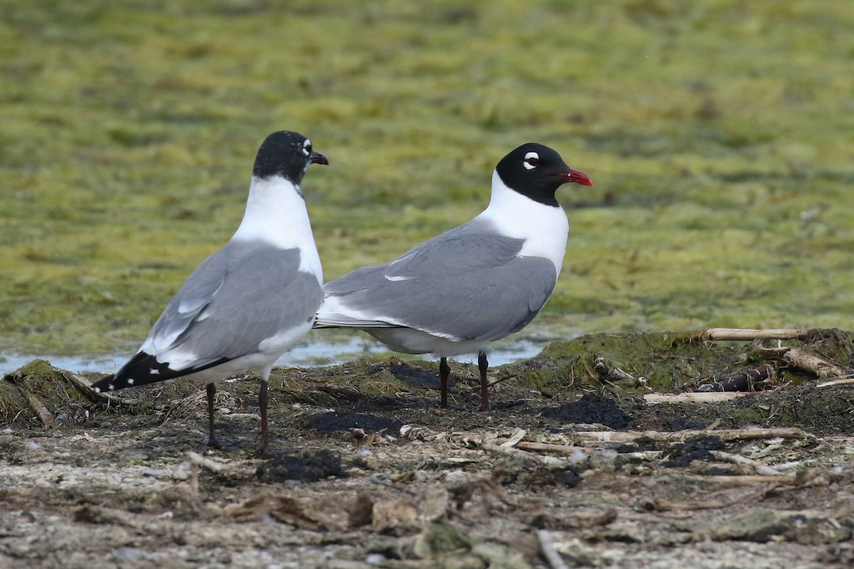 Franklin's Gull - ML643799894
