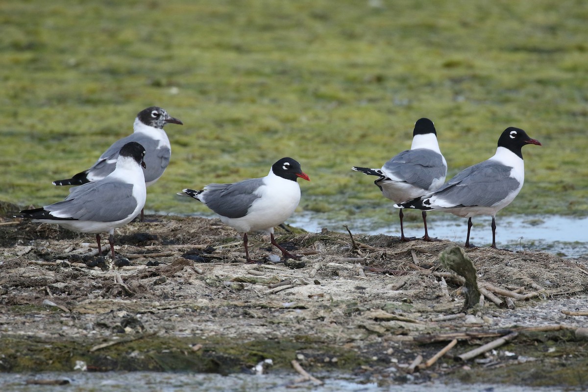 Franklin's Gull - ML643799898