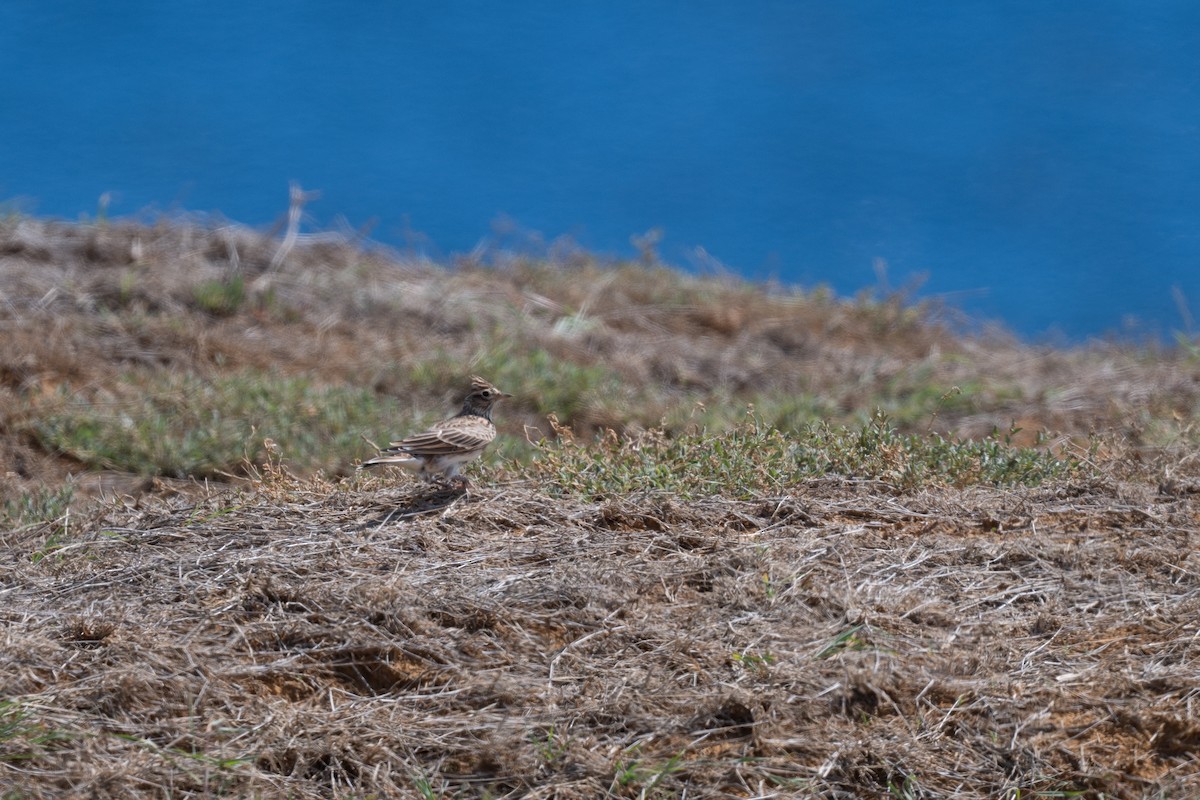 Eurasian Skylark - ML643799912