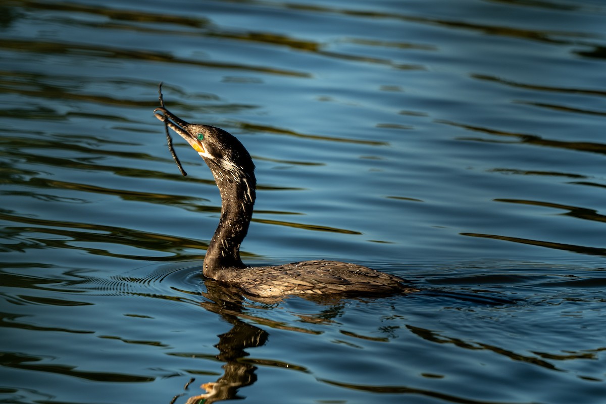 Cormoran vigua - ML643799913