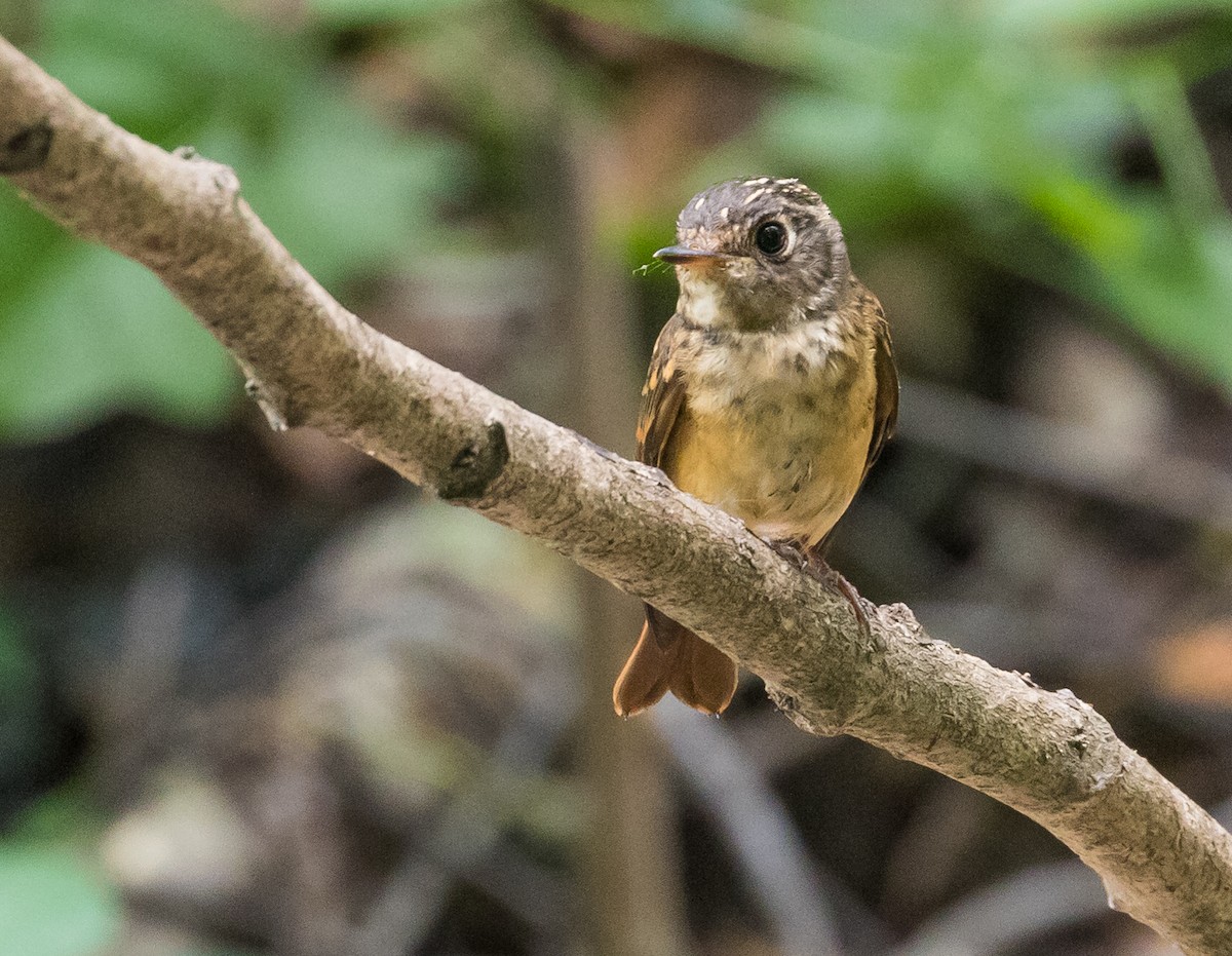 Ferruginous Flycatcher - ML643799917