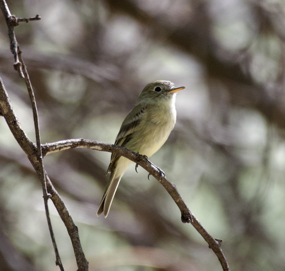 Gray Flycatcher - ML643799930