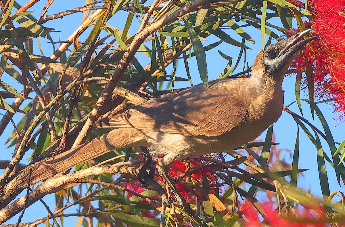 Little Friarbird - ML643799941