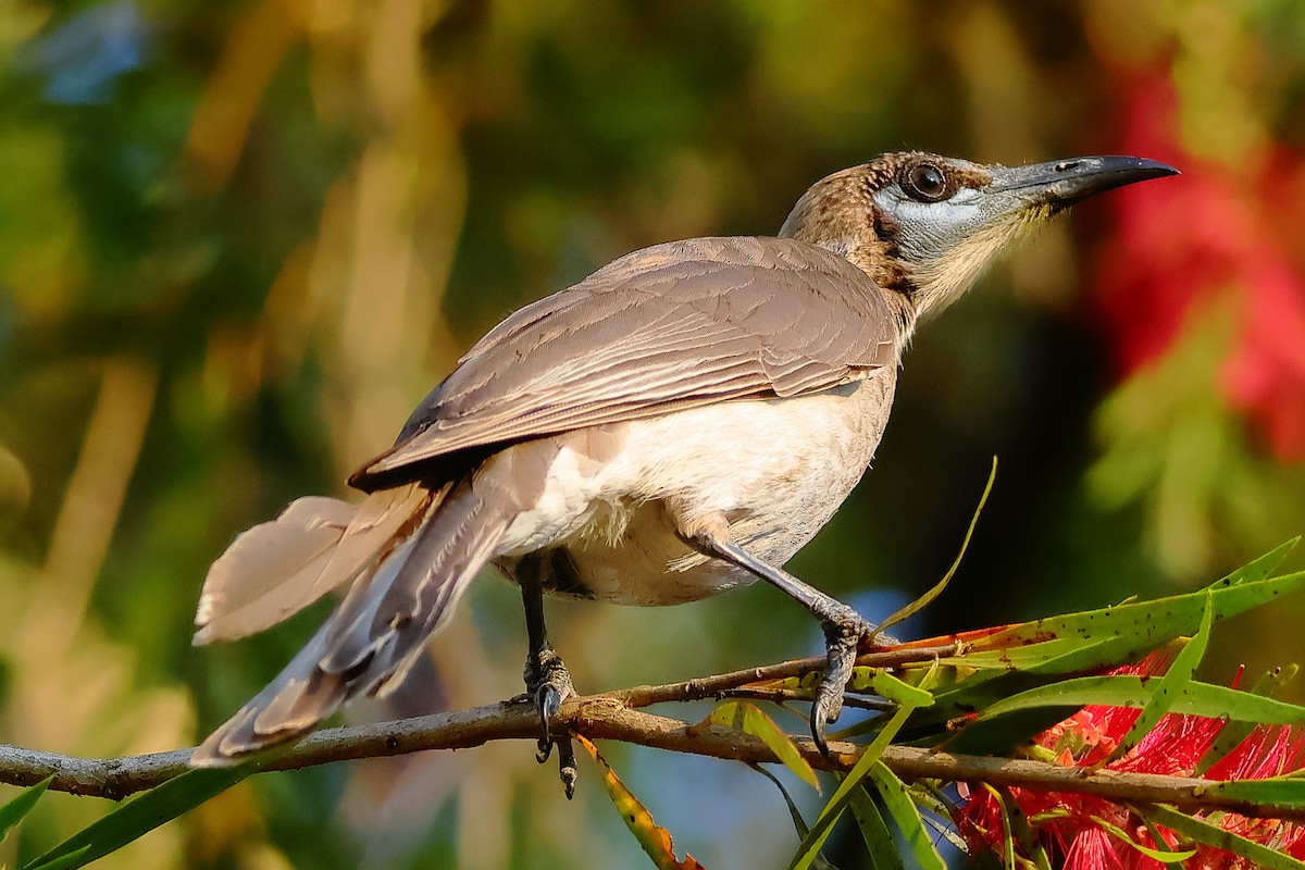 Little Friarbird - ML643799942