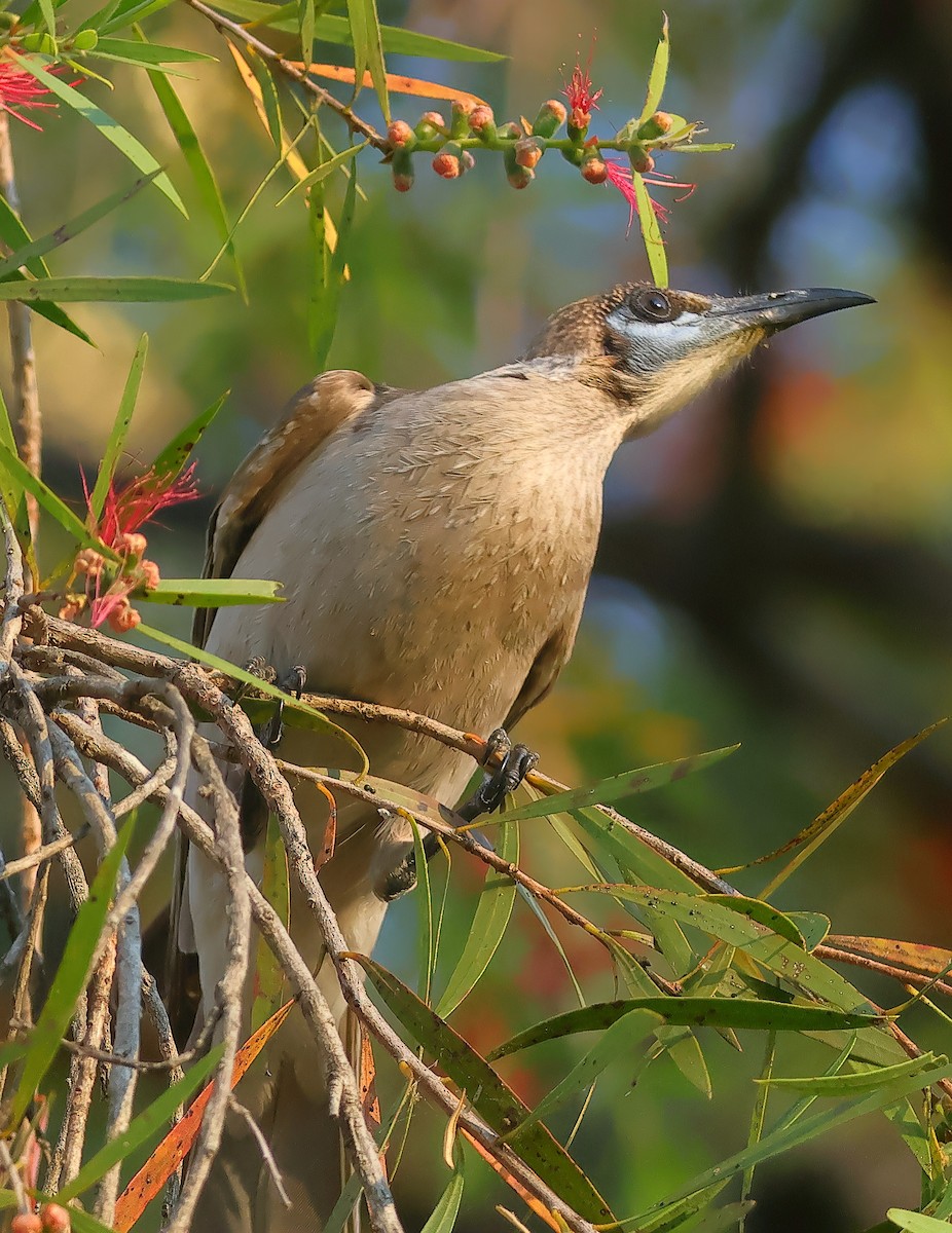 Little Friarbird - ML643799943