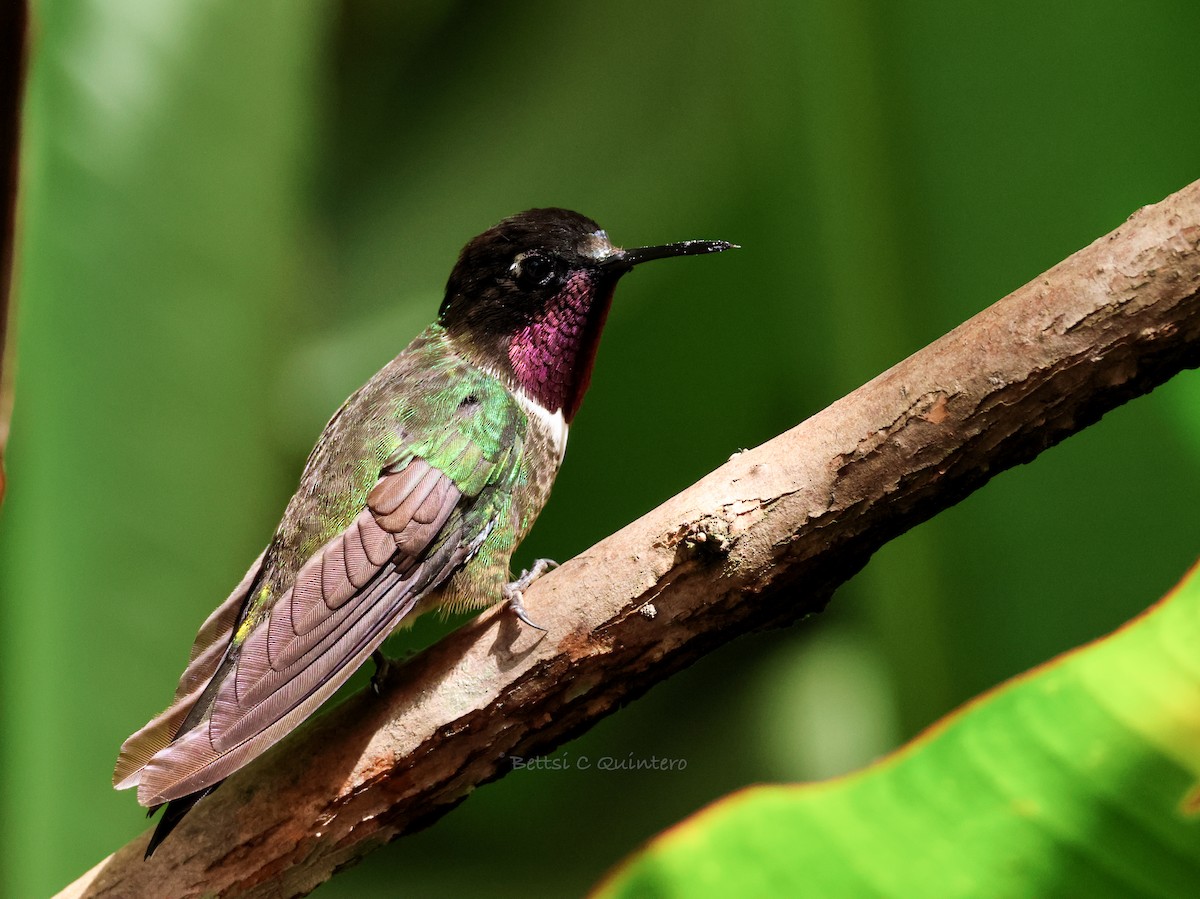 Merida Sunangel - ML643799946