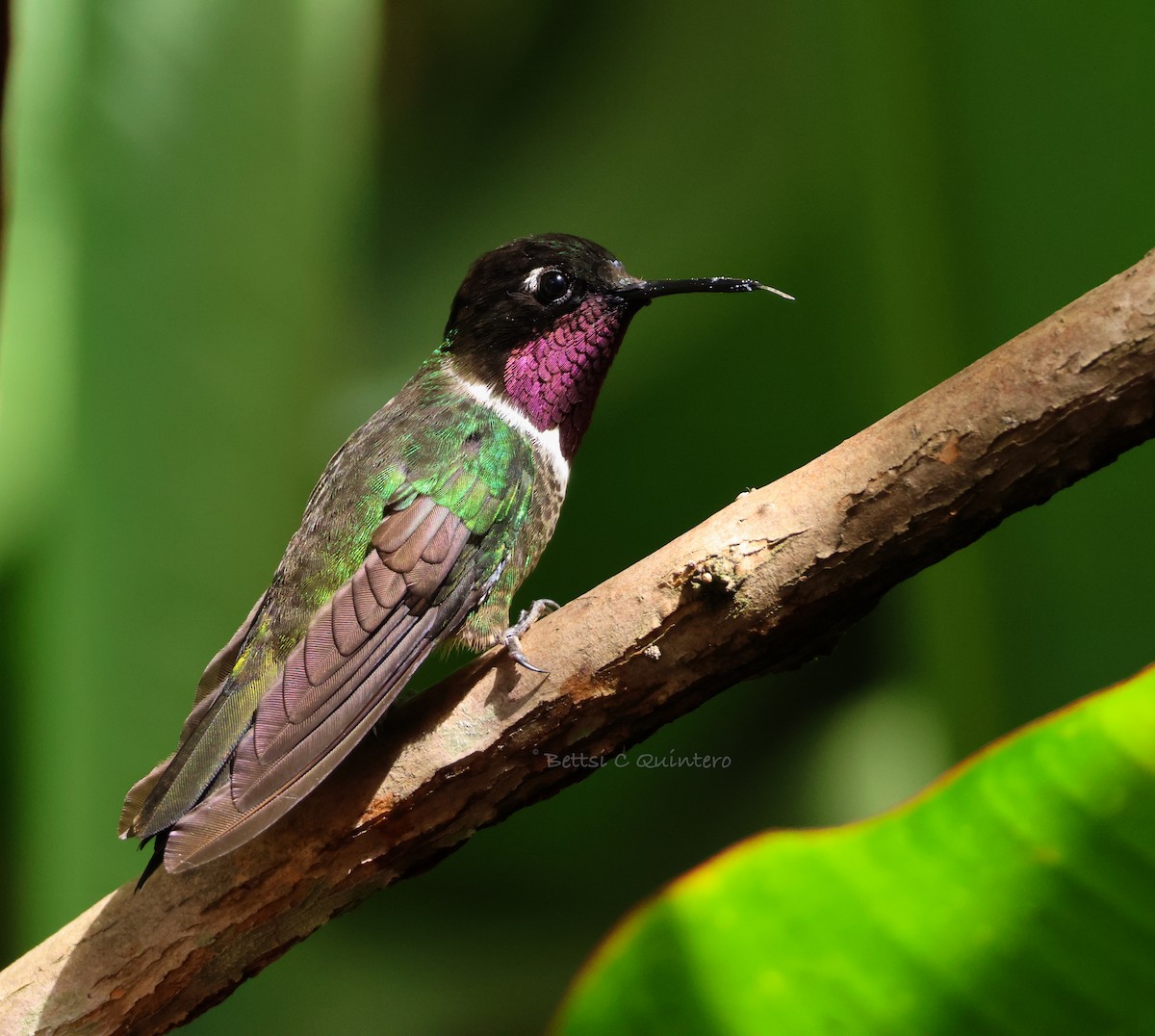 Merida Sunangel - ML643799947