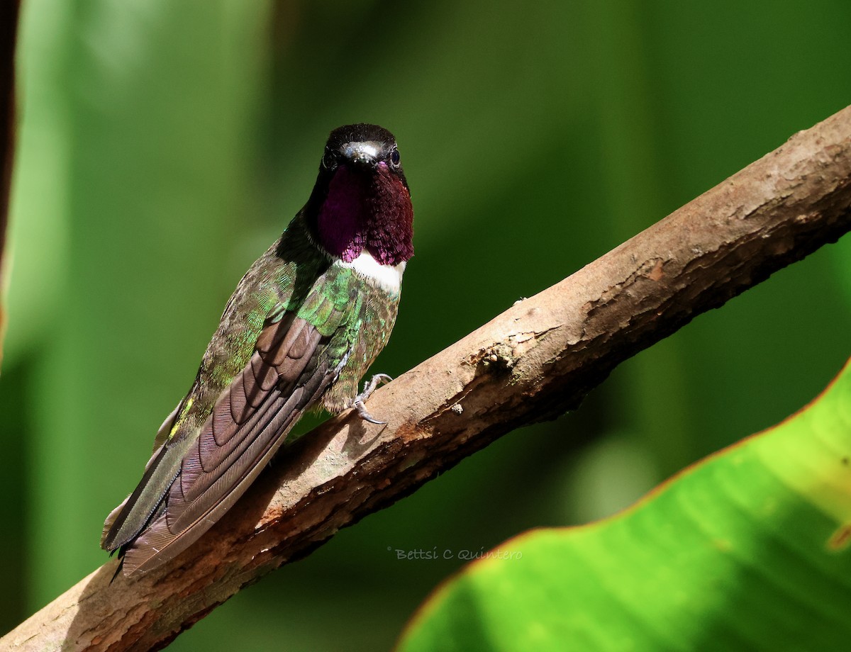 Merida Sunangel - ML643799948