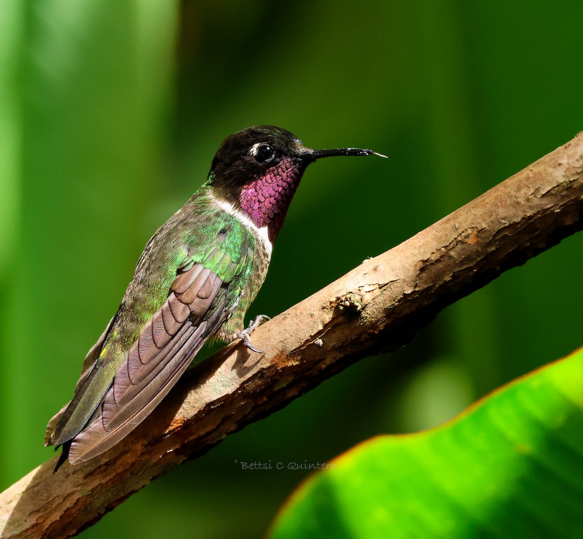 Merida Sunangel - ML643799949