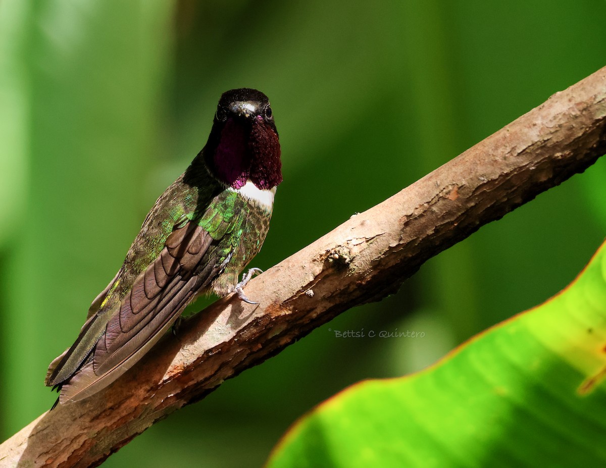 Merida Sunangel - ML643799950