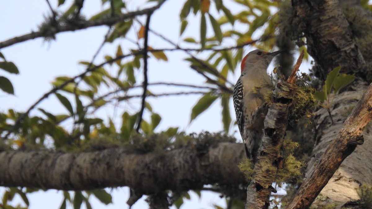 Red-bellied Woodpecker - ML643799951