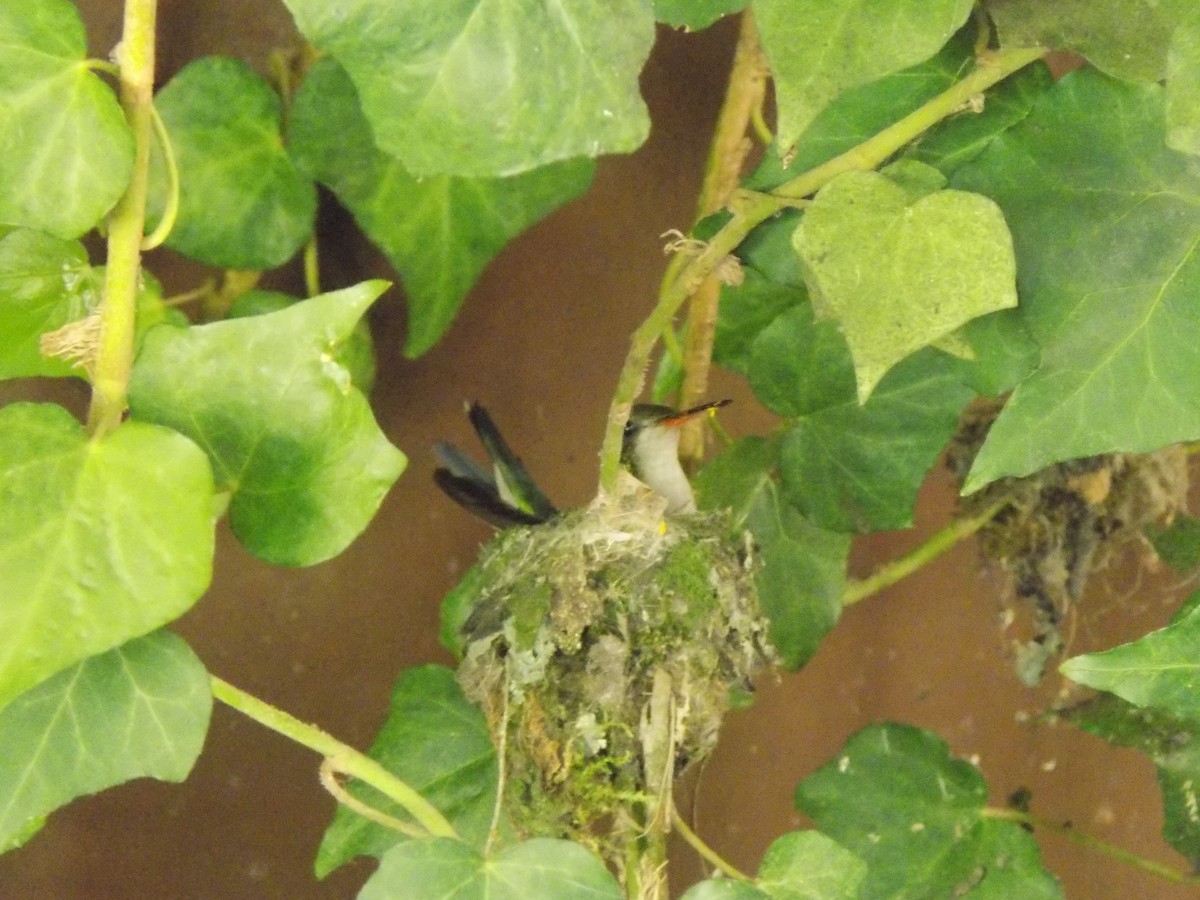 アオムネヒメエメラルドハチドリ - ML643799966