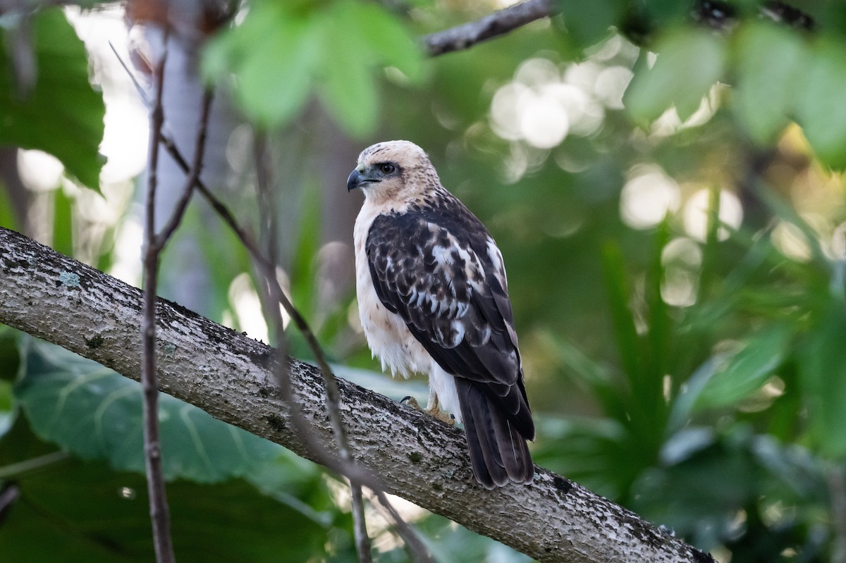 Hawaiian Hawk - ML643799968