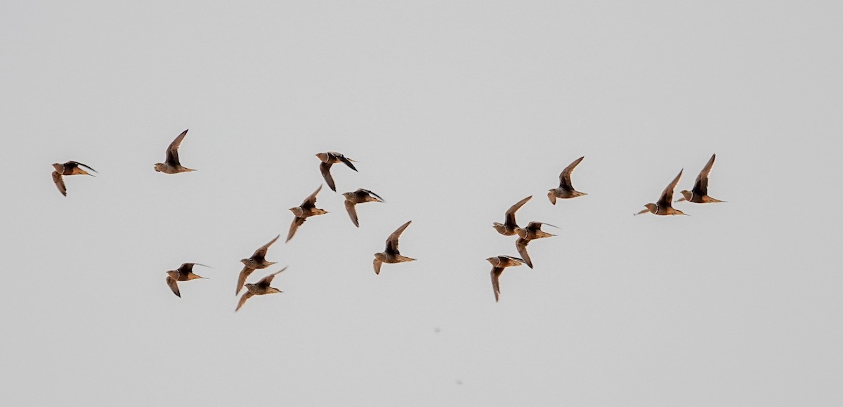 Namaqua Sandgrouse - ML643799978