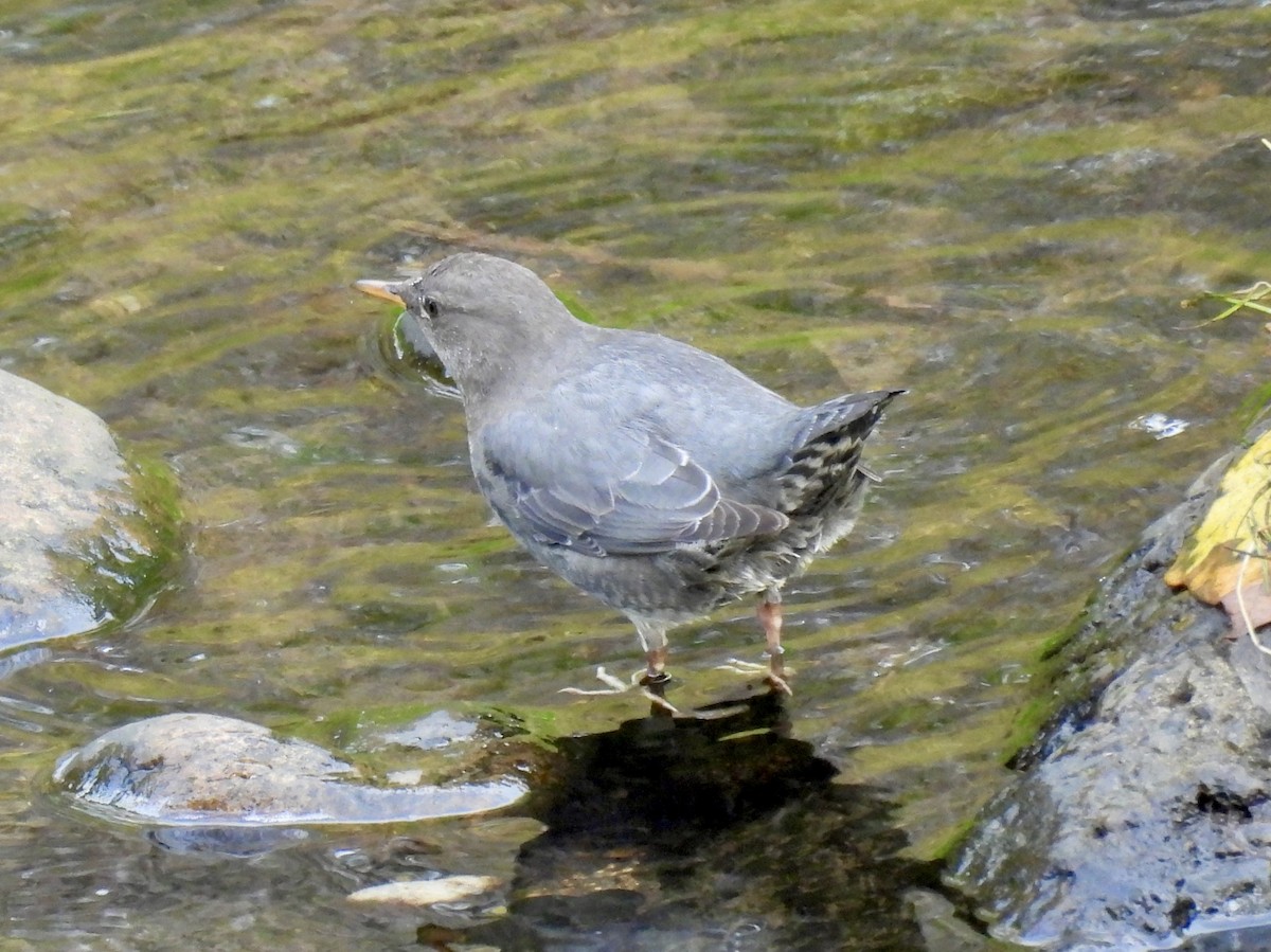 gråfossekall - ML643799987
