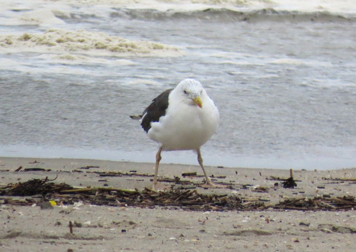 Lesser Black-backed Gull - ML643799989