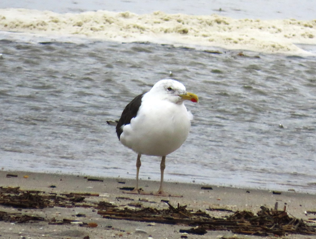 Lesser Black-backed Gull - ML643799990