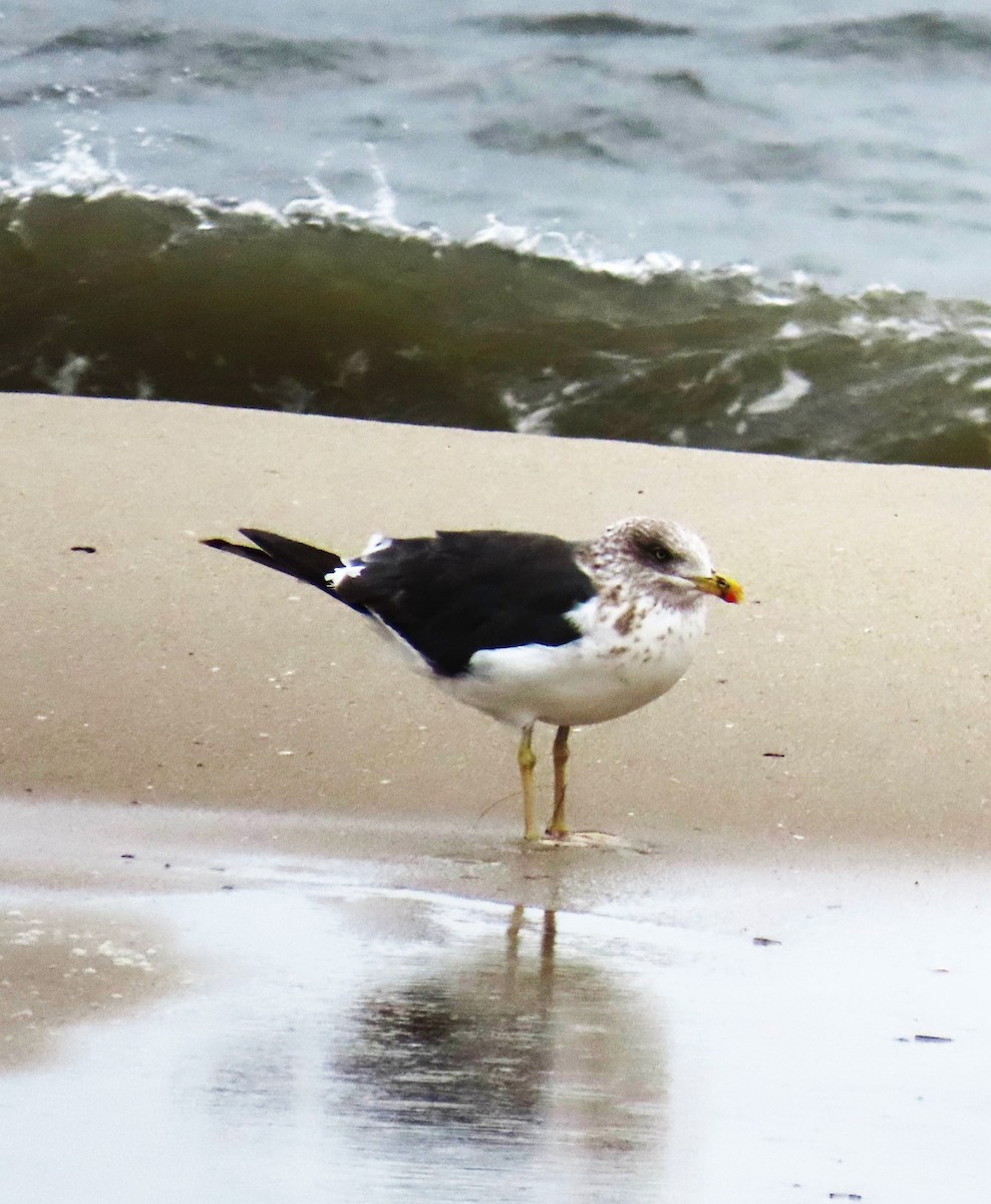 Lesser Black-backed Gull - ML643799991