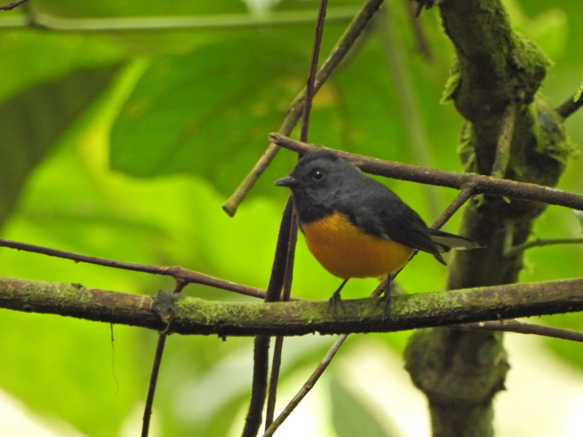 Slate-throated Redstart - ML643799996