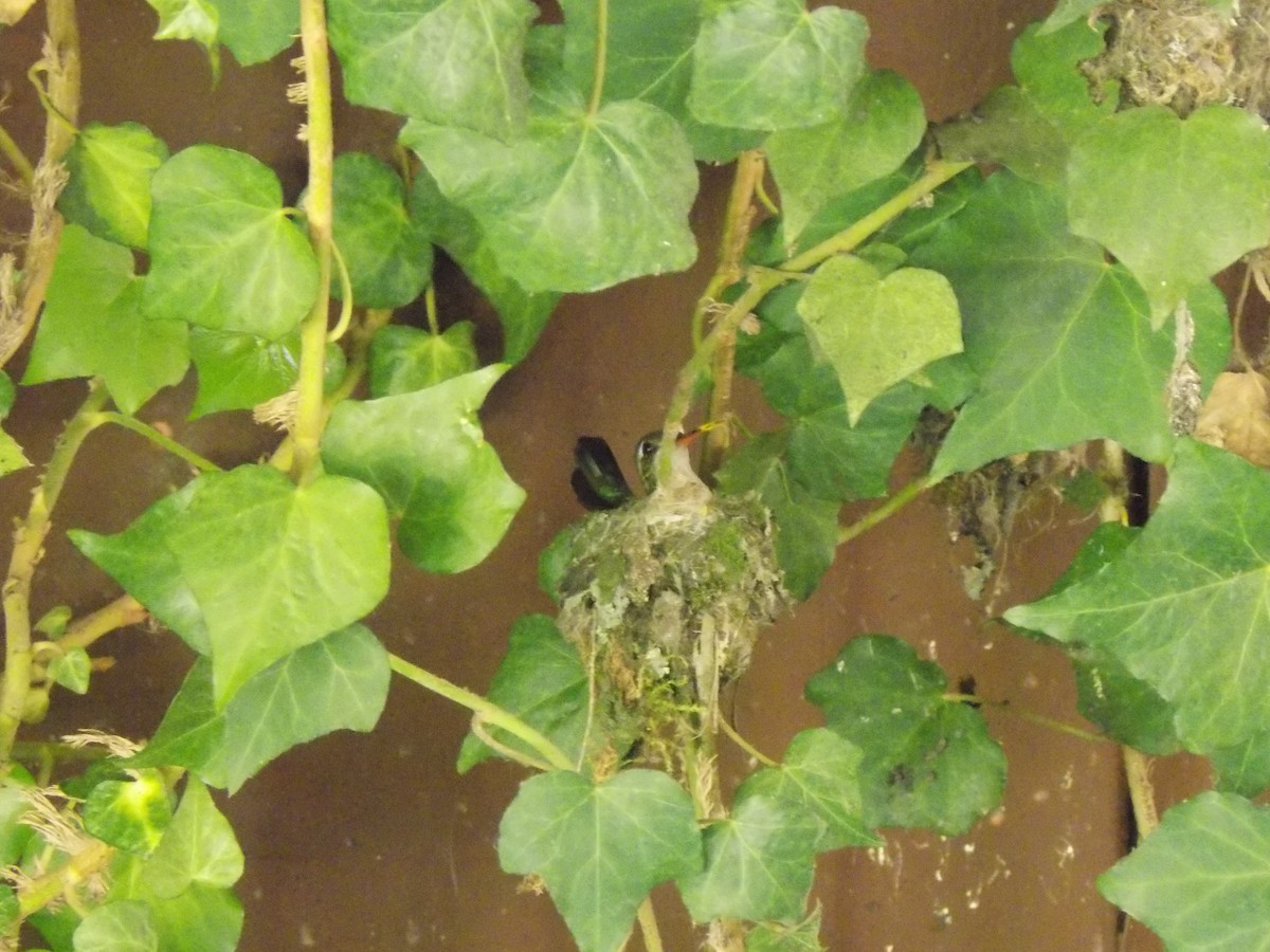 アオムネヒメエメラルドハチドリ - ML643799997