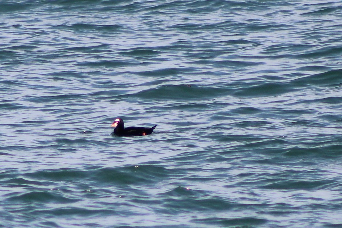 Macreuse à front blanc - ML643800001