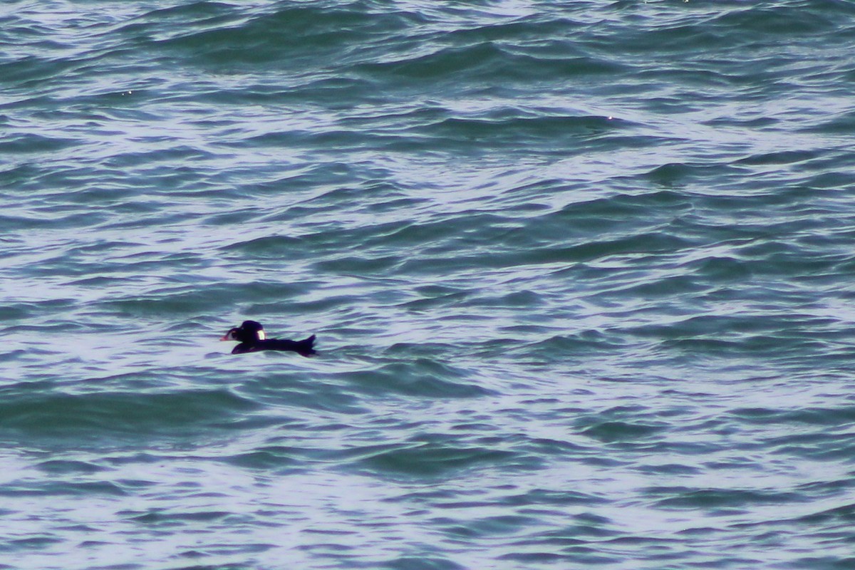 Macreuse à front blanc - ML643800002