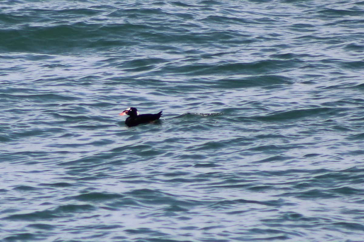 Macreuse à front blanc - ML643800003