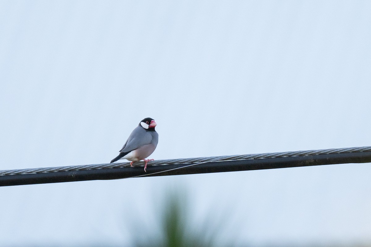 Java Sparrow - ML643800007