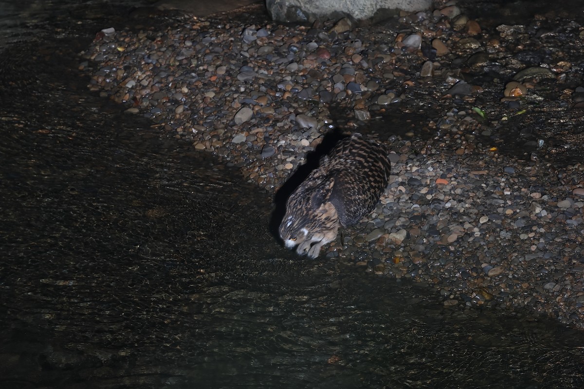 Grand-duc roux - ML643800012