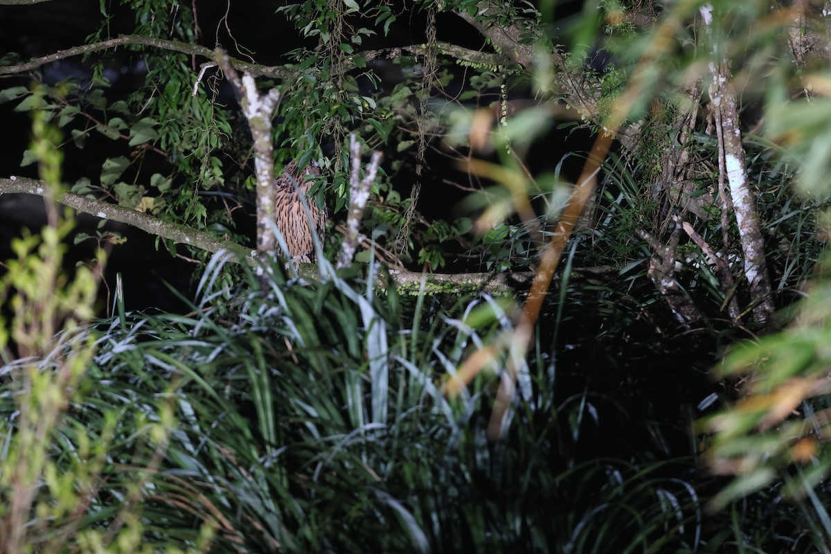 Grand-duc roux - ML643800013