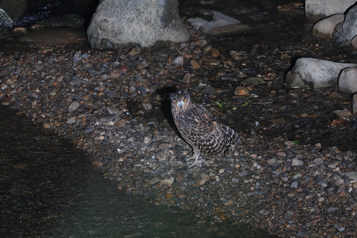 Grand-duc roux - ML643800014